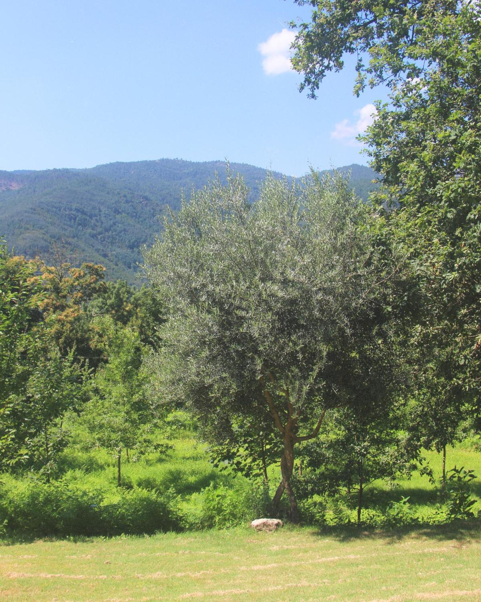 Geres - Aldeia Turistica De Louredo Vieira do Minho Exterior foto